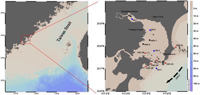 Critical factors driving spatiotemporal variability in the phytoplankton community structure of the coral habitat in Dongshan Bay, China